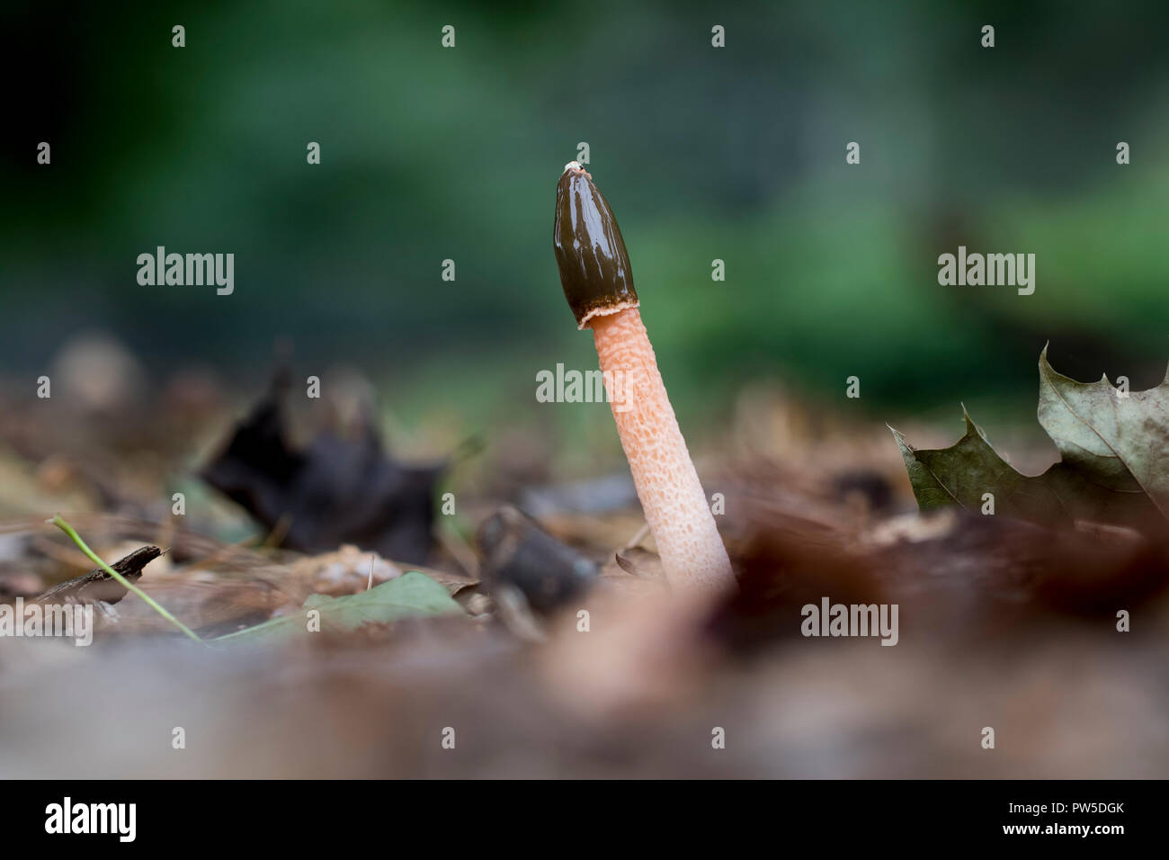 Stinkhorn fungus growing from the forest floor. Close up of mushroom fruiting during the autumn season. Stock Photo