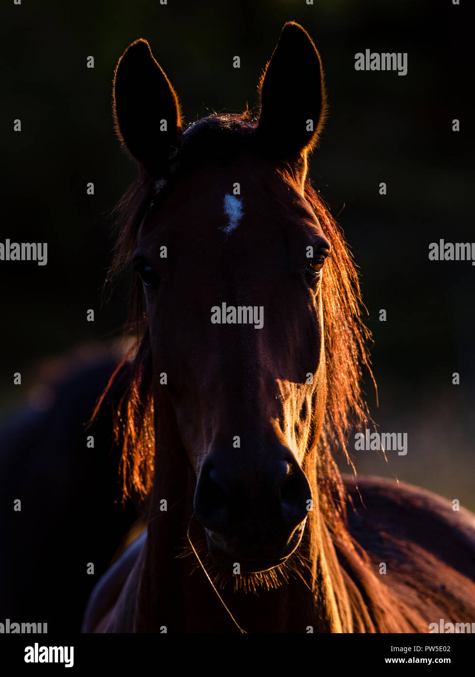 A beautiful horse's portrait in back light with the mane coloured by the sun. Stock Photo