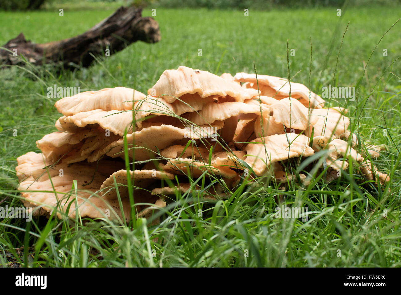 Large mushroom in grass Stock Photo