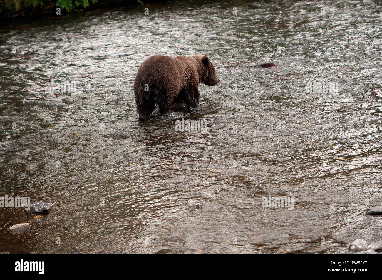 Kenai peninsula bear hi-res stock photography and images - Alamy