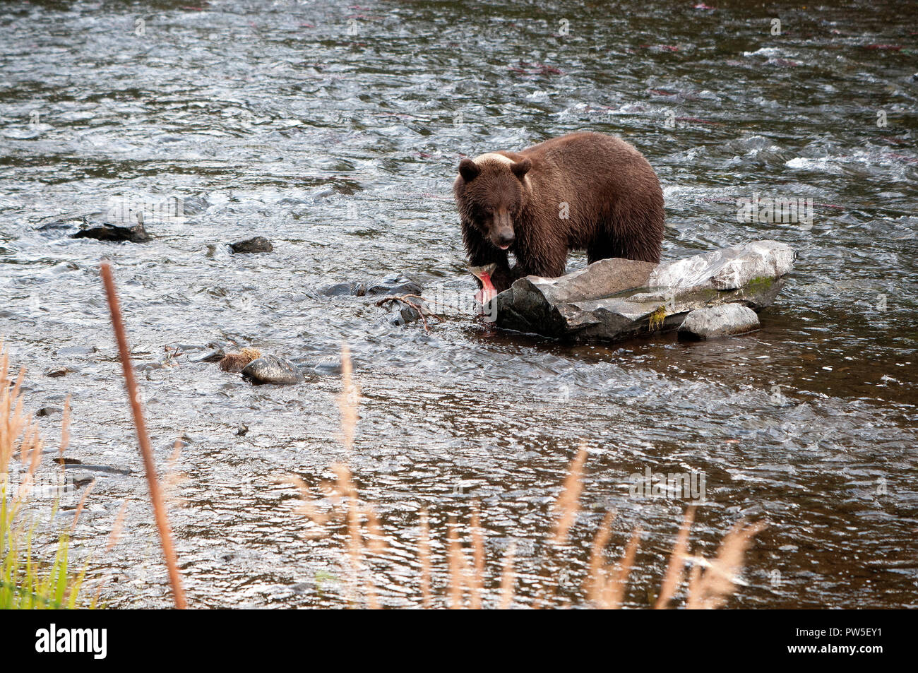 Brown bear fishing for Salmon in Russian river in Alaska Stock Photo ...