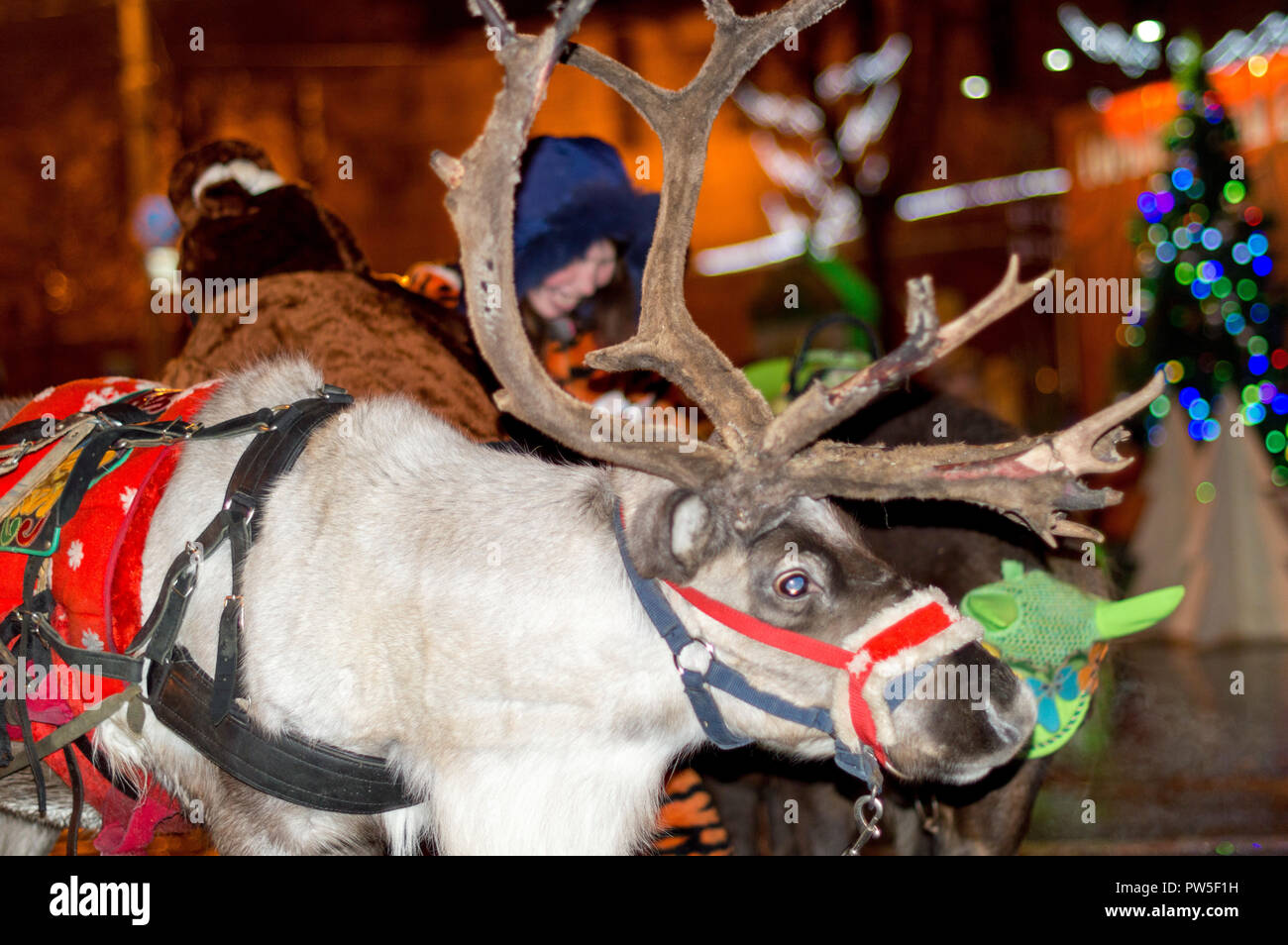 A young reindeer harnessed to a festive harness stands at the New Year's tree and rolls the children. Russia. Stock Photo