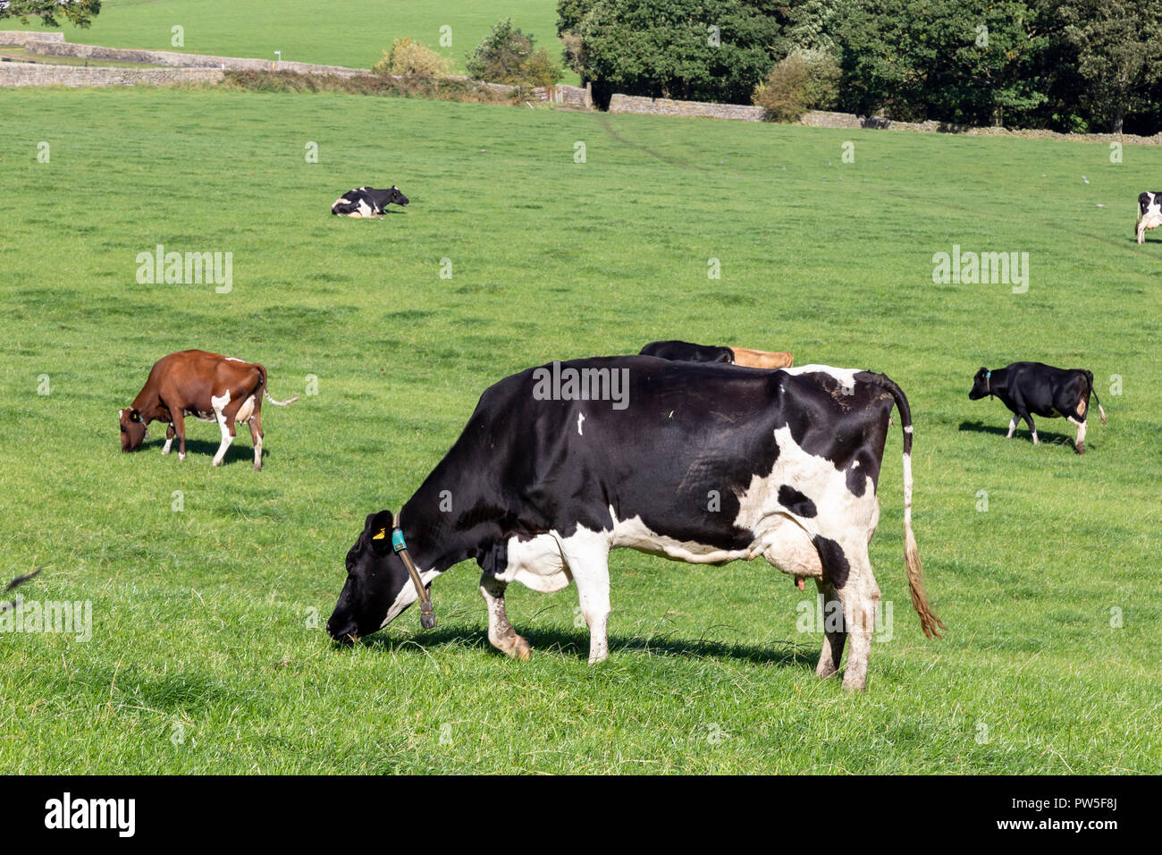 A herd of friesian cows (UK) eating grass on a farm in Yorkshire Stock ...