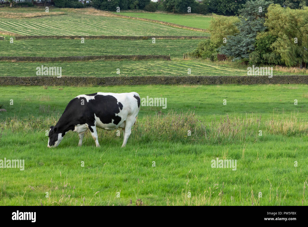 A friesian cow (UK) eating grass on a farm in Yorkshire Stock Photo - Alamy