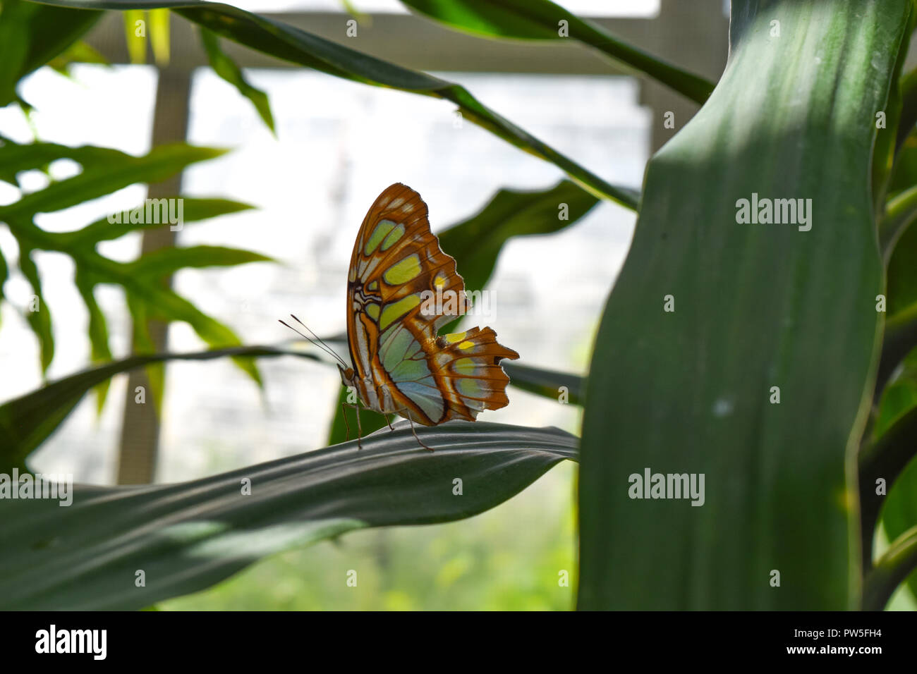 Beautiful butterfly sitting on a plant Stock Photo - Alamy