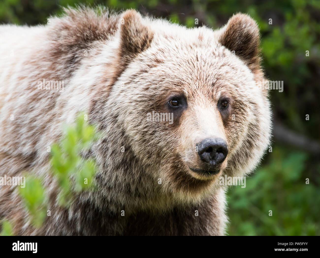 Grizzly bear in the wild Stock Photo - Alamy