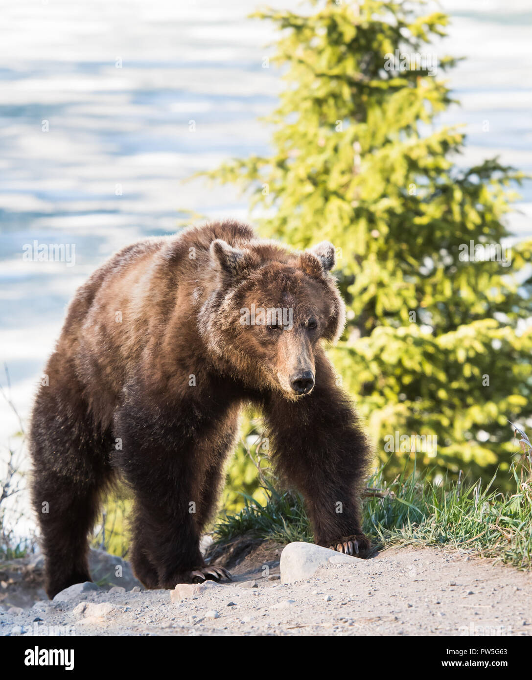 Grizzly bear in the wild Stock Photo - Alamy