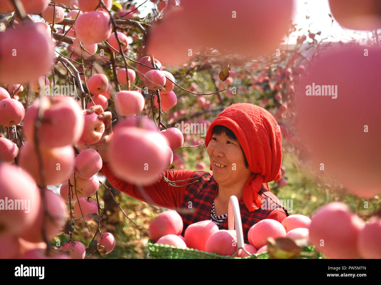 (181012) -- ZIBO, Oct. 12, 2018 (Xinhua) -- A farmer picks apples in an orchard at Houshuibei Village in Yiyuan County, east China's Shandong Province, on Oct. 12, 2018.  (Xinhua/Zhao Dongshan) (sxk) Stock Photo