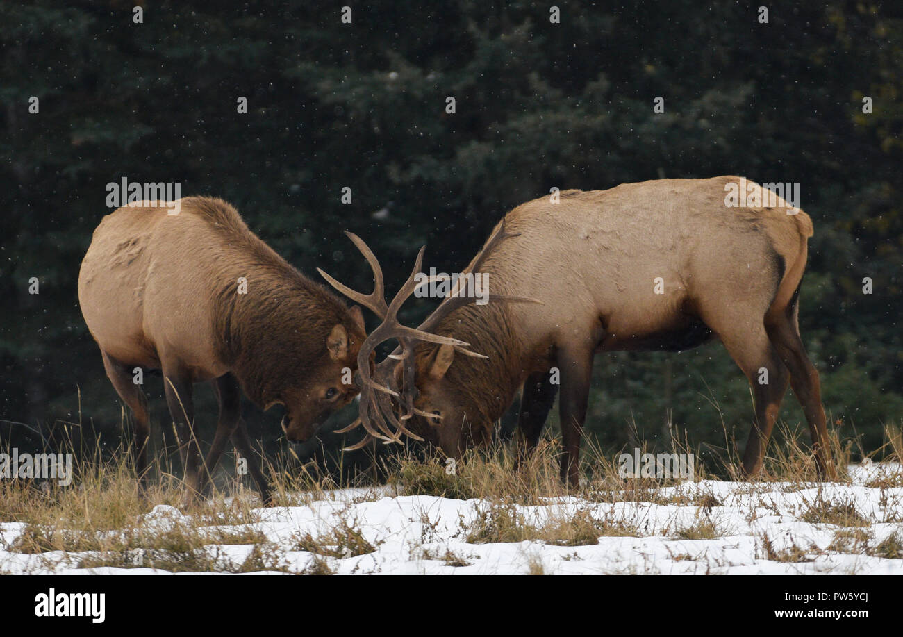 Banff National Park, Canada. 12th October 2018.  Male elk (cervus canadensis) rutting in a field close to Banff town. At this time of year the males clash fight by clashing antlers to determine the strongest, who will go on to mate with the females. Credit: Glyn Thomas/Alamy Live News. Stock Photo