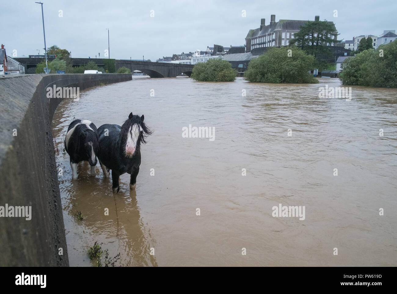 Carmarthen, Wales, UK. 13th October, 2018. UK weather. Two horses are stranded on the banks of the river Towy, Carmarthen, south Wales. The combination of high tide with heavy rain and high winds by Storm Callum causes the river Towy to flood low lying areas. Credit: Algis Motuza/Alamy Live News Stock Photo