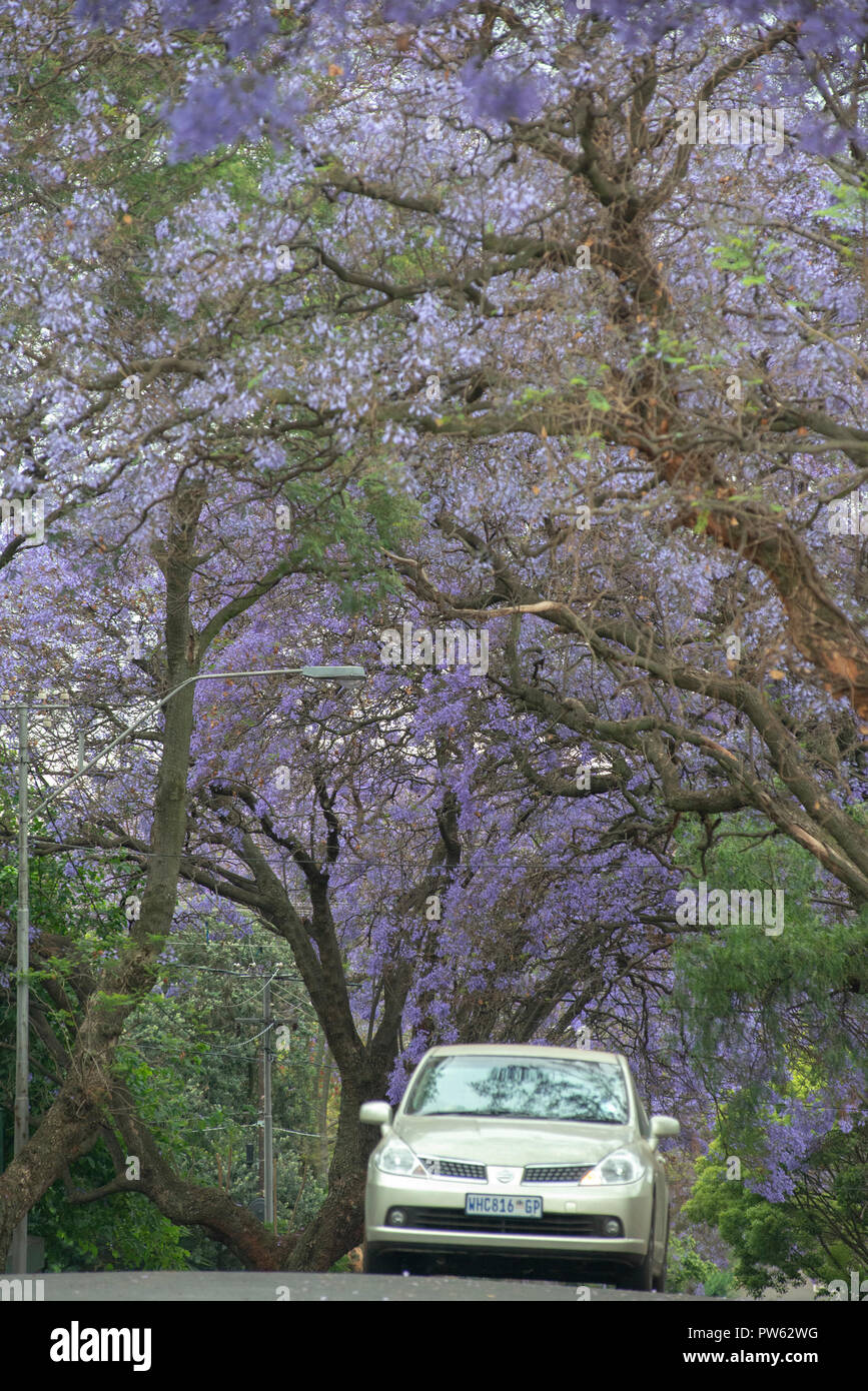 Johannesburg, South Africa, 13 October, 2018. Jacaranda trees are seen blooming midday in Melville, Johannesburg, minutes before the spring rains started here. Credit: Eva-Lotta Jansson/Alamy Live News Stock Photo
