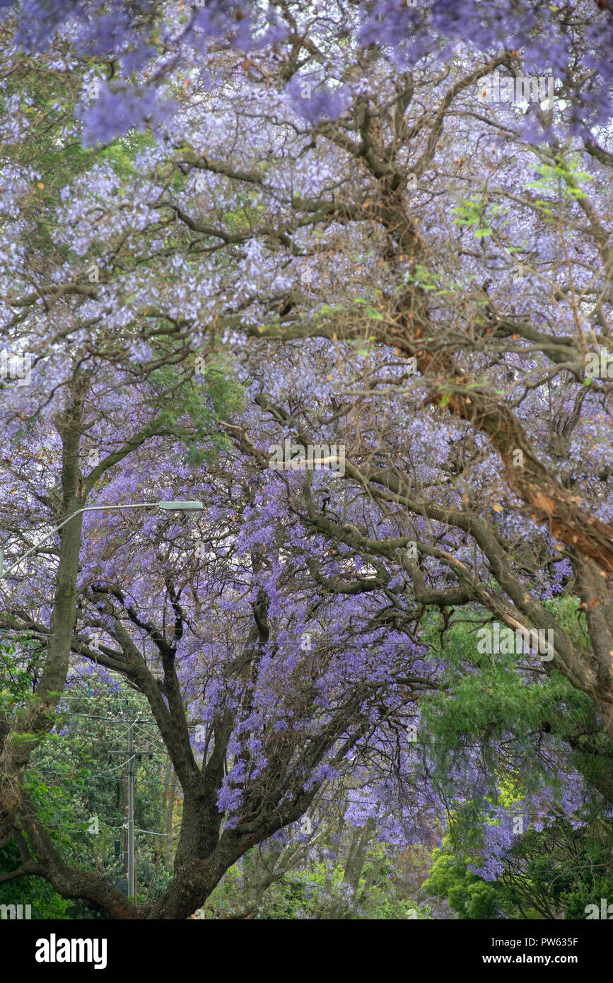 Johannesburg, South Africa, 13 October, 2018. Jacaranda trees are seen blooming midday in Melville, Johannesburg, minutes before the spring rains started here. Credit: Eva-Lotta Jansson/Alamy Live News Stock Photo