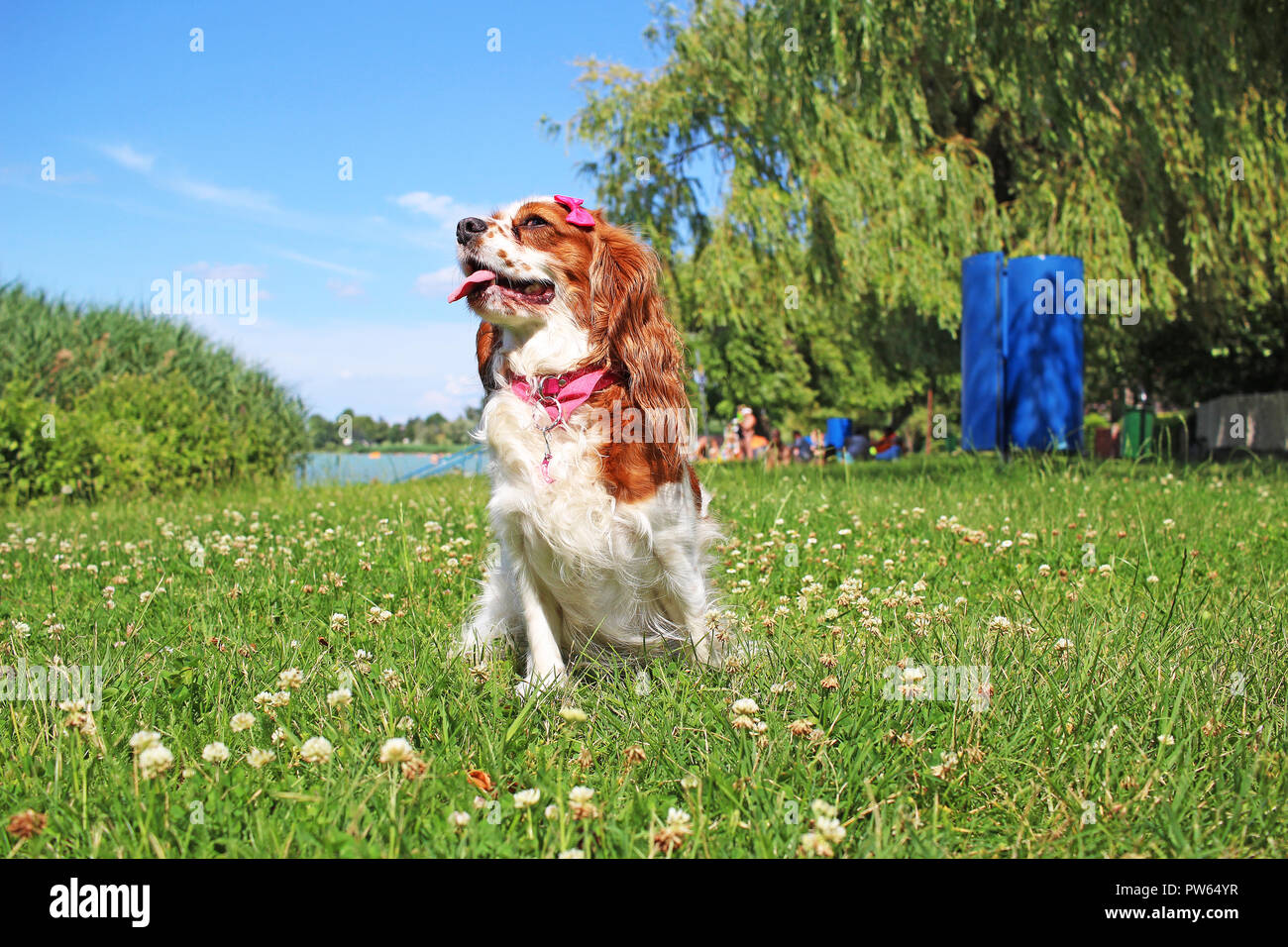 Dog on the beach travelling with pets. Pet animal trip. Stock Photo