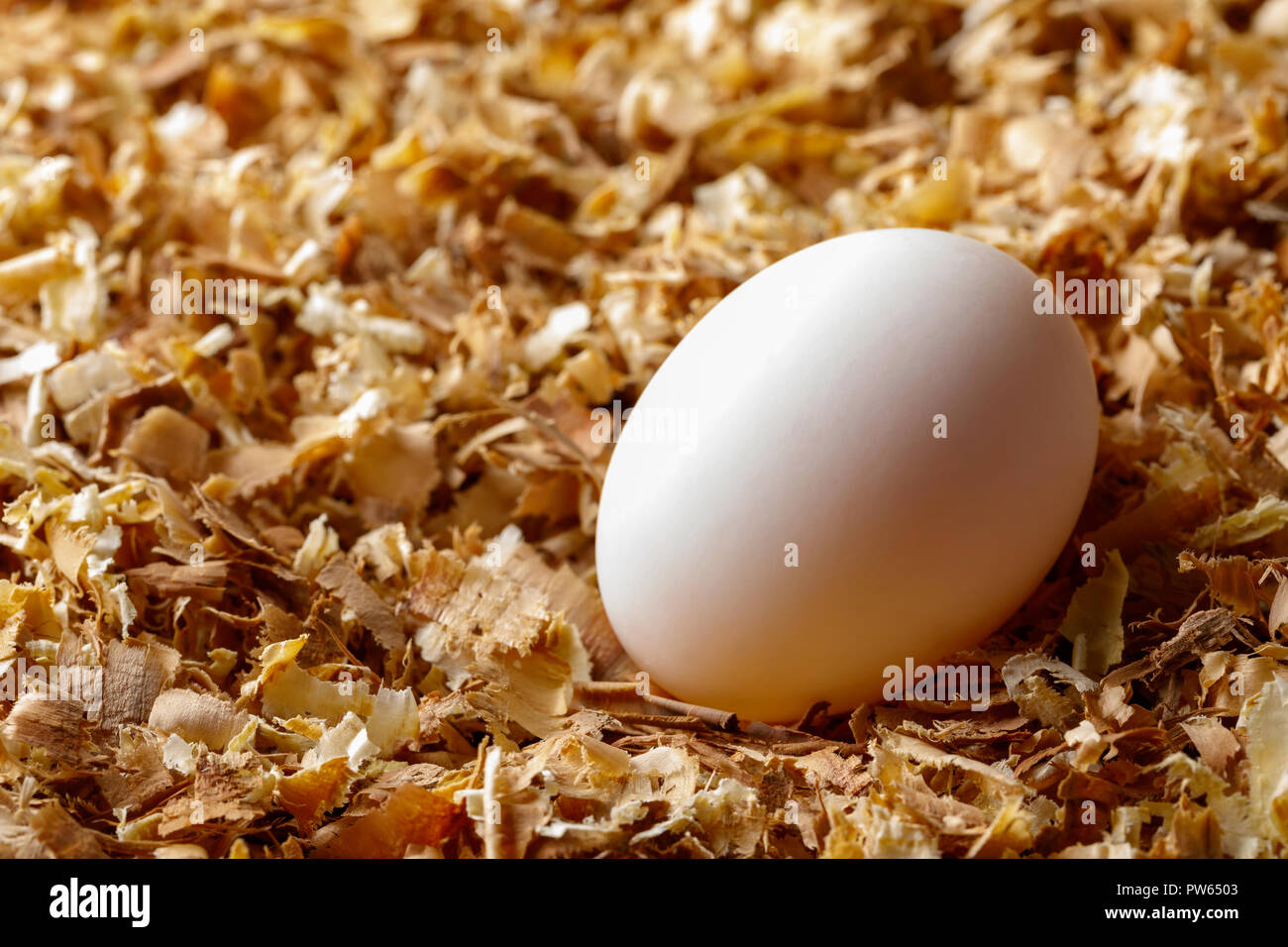 Hen chicken or duck egg on saw dust, organic food fresh from poultry