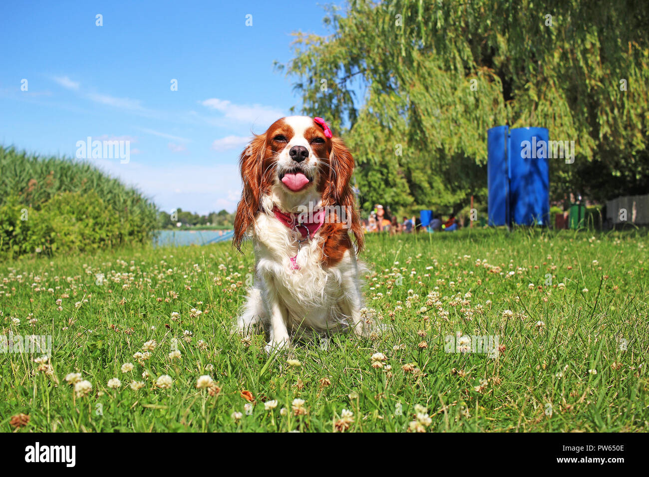 Dog on the beach travelling with pets. Pet animal trip. Stock Photo