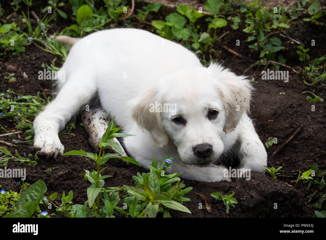 Golden retriever happy hi-res stock photography and images - Alamy