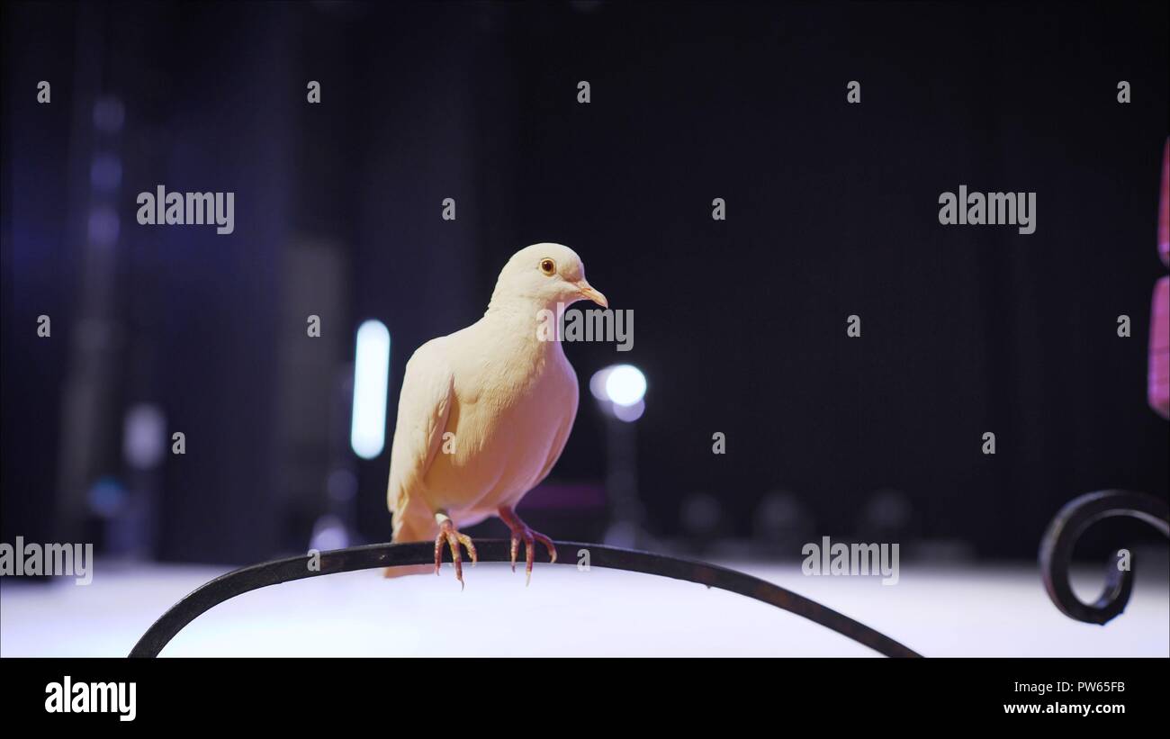 Trained white dove sitting on a magician's stick. Circus White Pigeon Stock Photo