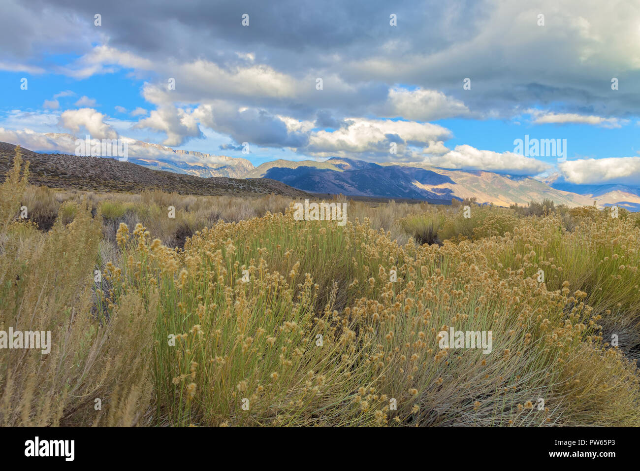 Green rabbitbrush (Chrysothamnus viscidiflorus) in early fall at Mono Lake, California, United States Stock Photo