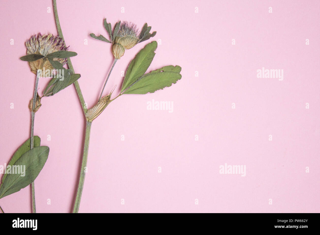 Pressed and dried flowers of red clover on pink background copy space, floristry,herbarium, copy space Stock Photo