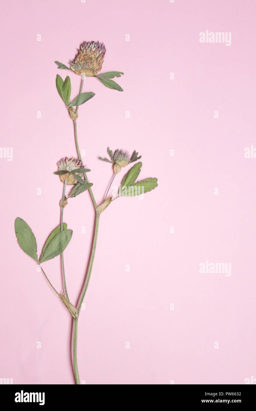 Pressed and dried flowers of red clover on pink background copy space, floristry,herbarium, copy space Stock Photo