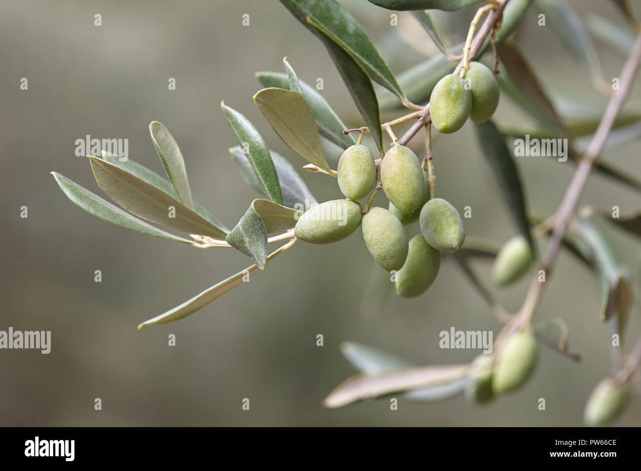 Green olives on olive tree branch close up Stock Photo - Alamy