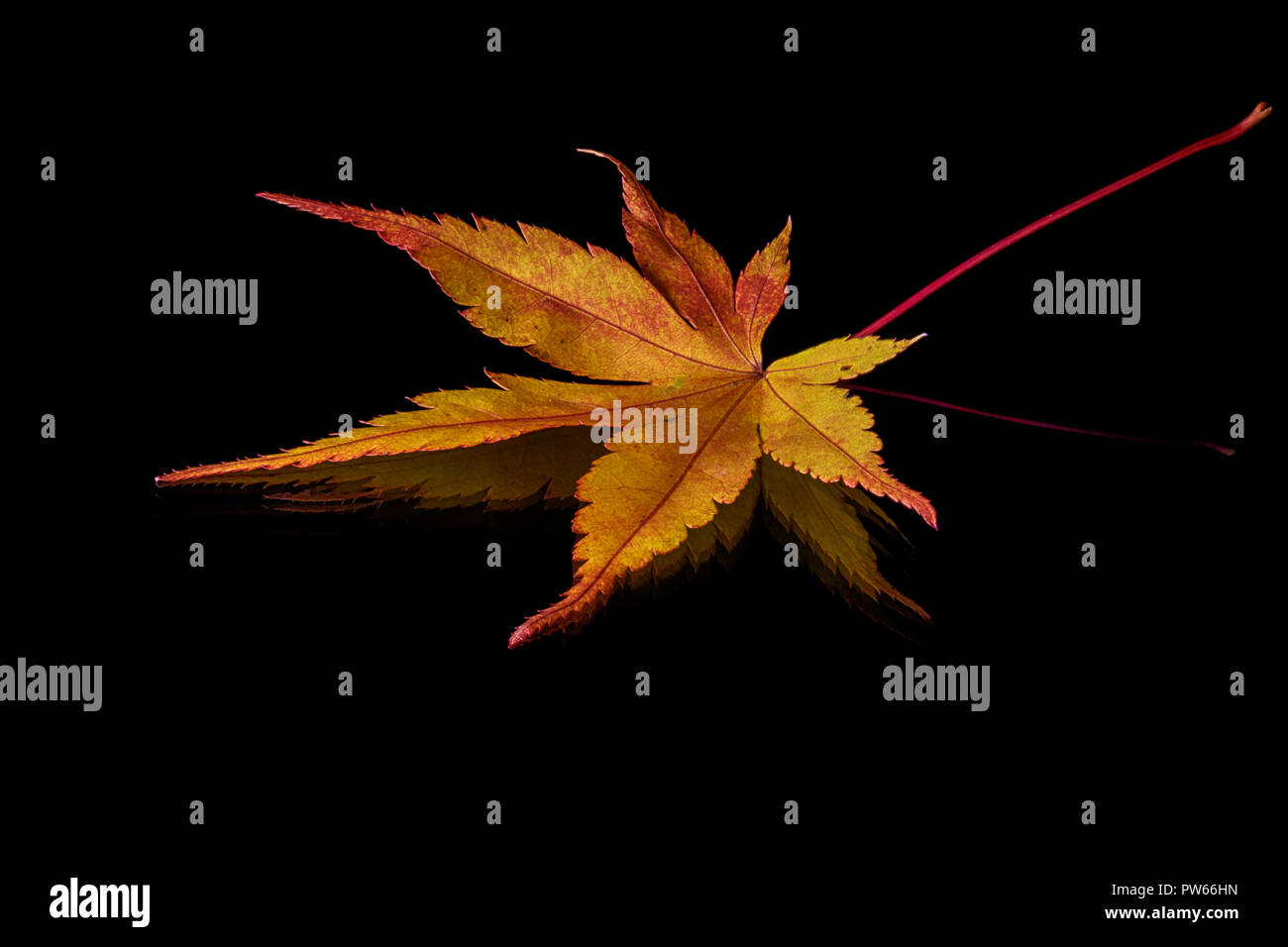 Japanese maple leaf hi-res stock photography and images - Alamy