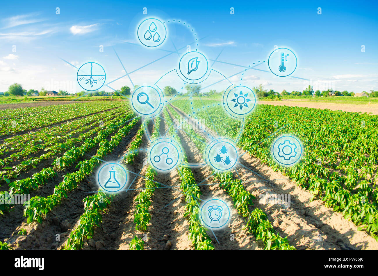 Planted on the field in a bright sunny day. Agriculture, agroindustry