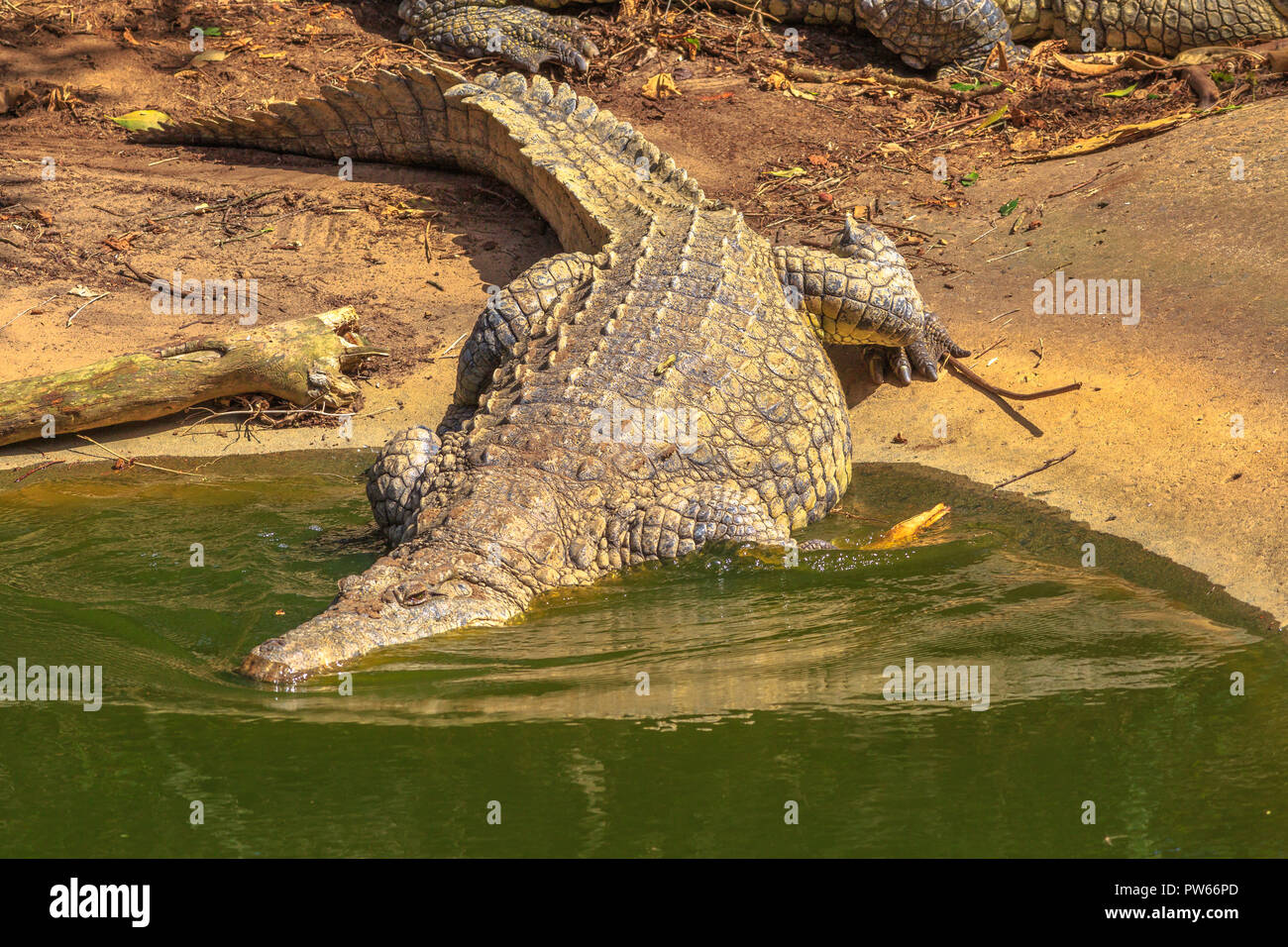 African Crocodiles entering the water in Ezemvelo KZN Wildlife. Nile Crocodile in St Lucia Estuary within iSimangaliso Wetland Park, South Africa, one of the top Safari Tour destinations. Stock Photo