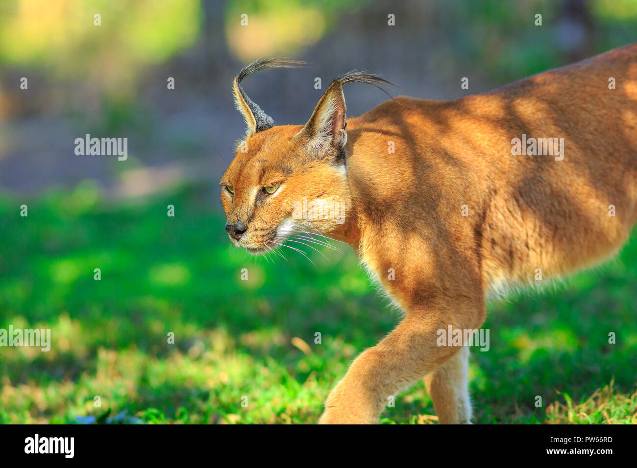 Closeup of Caracal, African lynx. Desert cat walking in green grass vegetation. Wild cat in nature, South Africa. Adult Caracal Caracal outdoor. Felis caracal in blurred background. Stock Photo