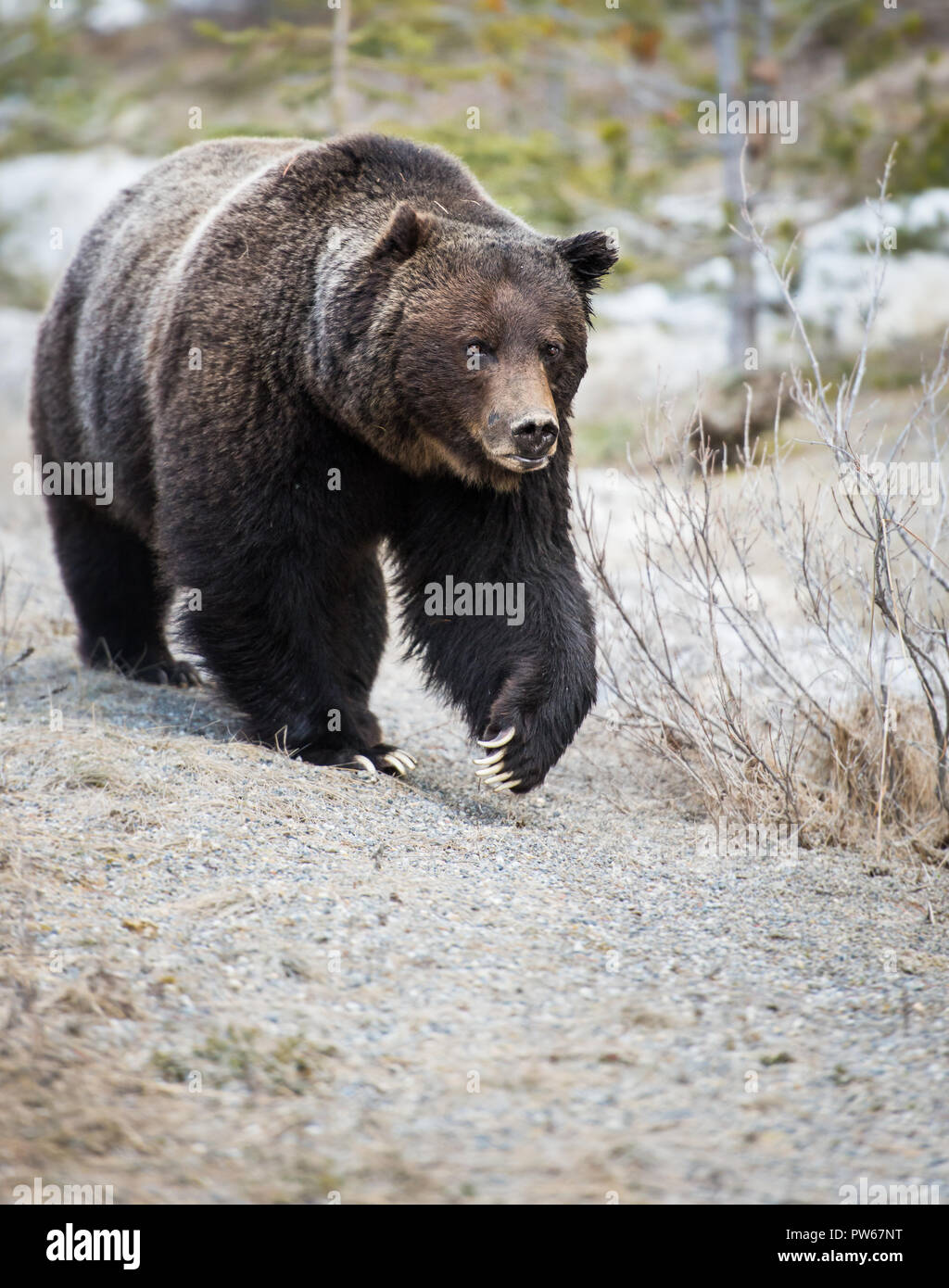 Grizzly bear in the wild Stock Photo - Alamy