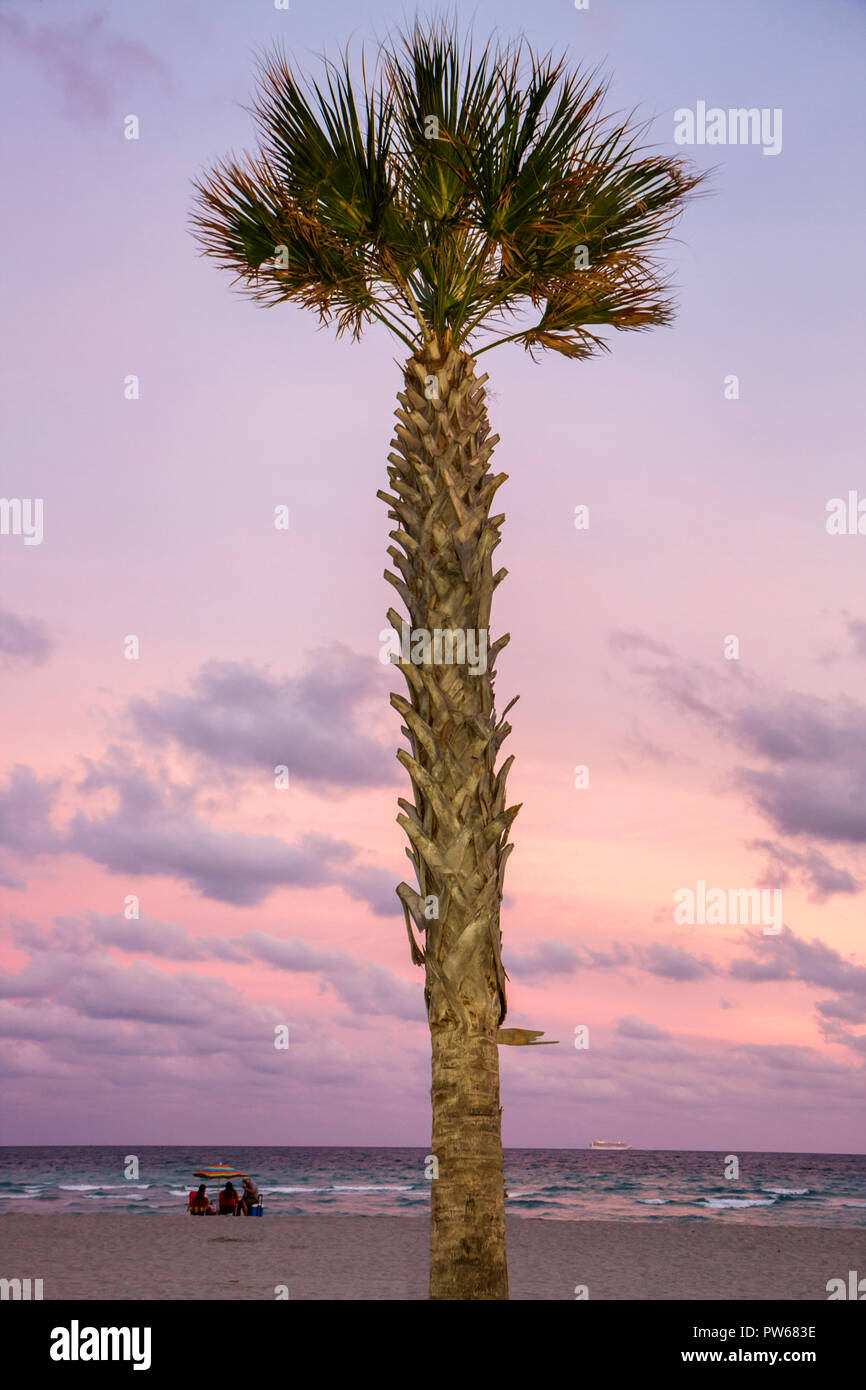 Hollywood Florida,Hollywood Beach Boardwalk,Atlantic Ocean,water,one,palm tree,beach ocean,dusk,evening,muted,pink,sand,fronds,trunk,group,FL090104091 Stock Photo