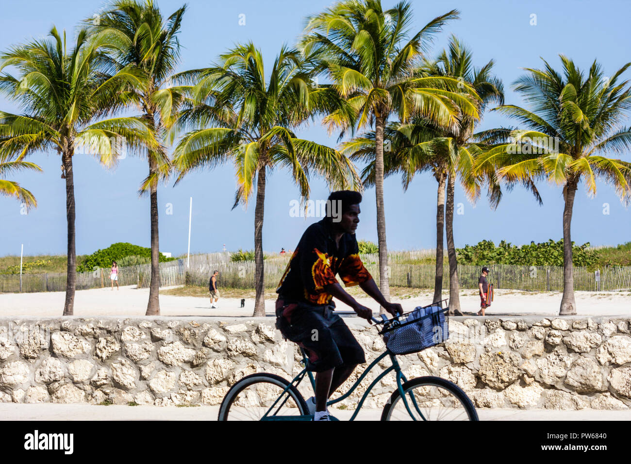 Miami Beach Florida,Lummus Park,silhouette,man men male adult adults,bicycle,bicycling,riding,biking,rider,biking,palm trees,sand,coral wall,oolite,sp Stock Photo