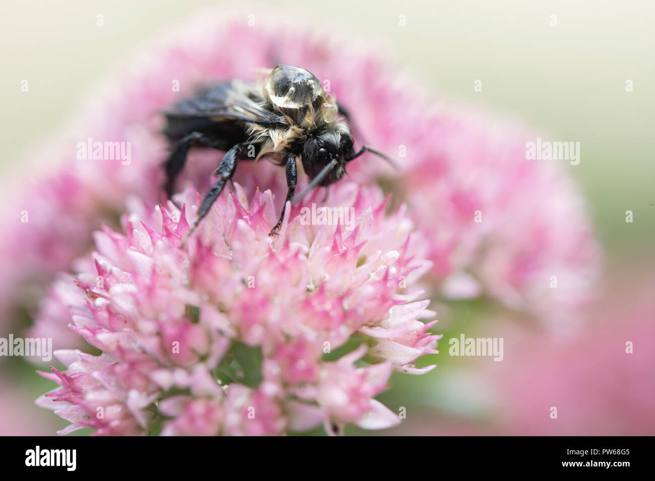 A cold wet bumble bee moves slowly with a rain drop on its back. Stock Photo