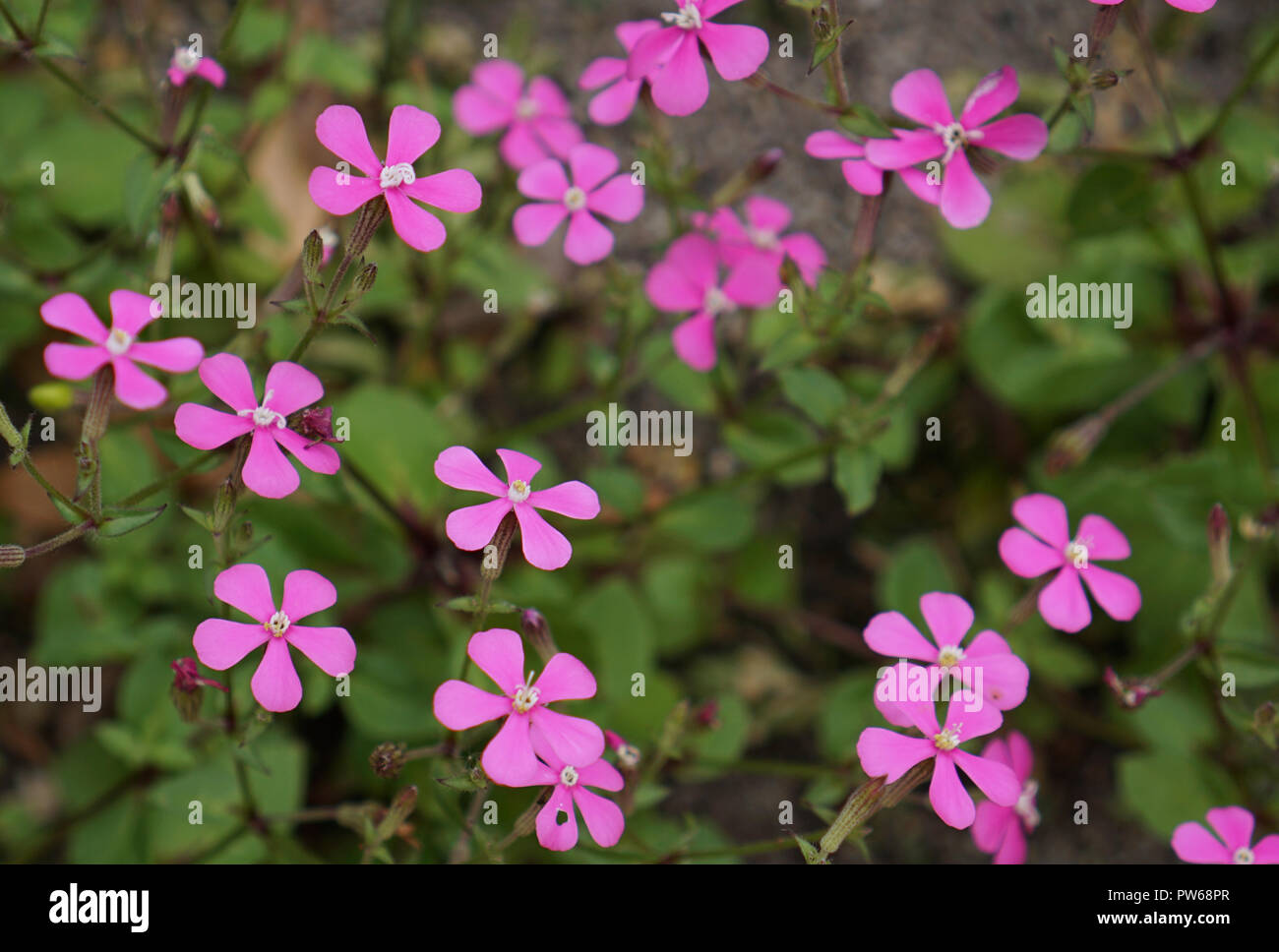 Wild small pink flowers full frame Stock Photo