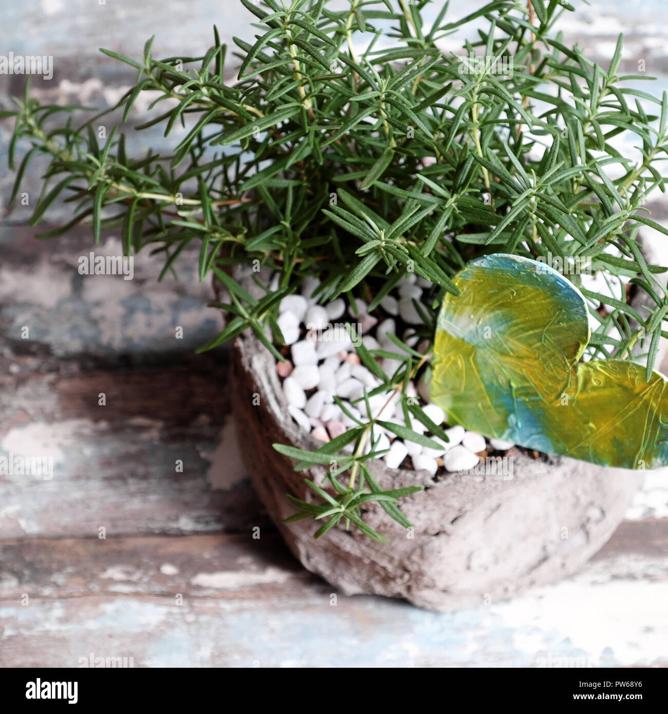 Rosemary pot with heart on table to decorate indoor space, herbs with