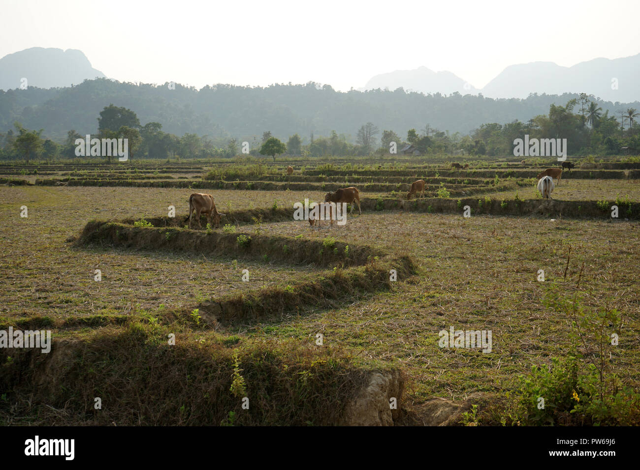 abgeerntete Reisfelder mit Kühen nahe Vang Vieng, Van Vieng , Vang Viang,  Provinz Vientiane, Laos, Asien Stock Photo
