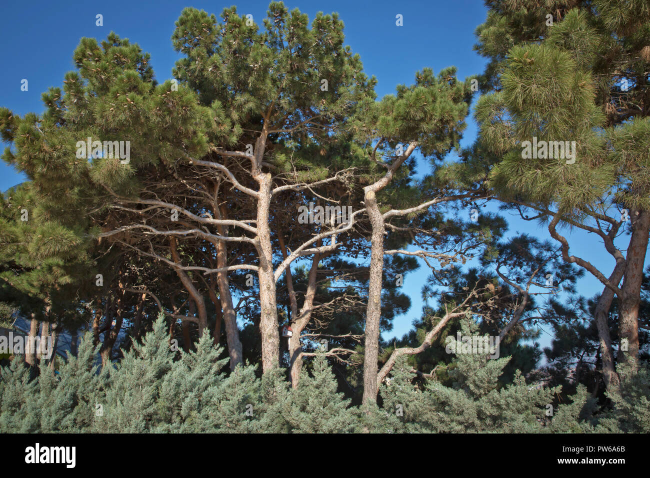 Pine Tree with Cones . Pitch Pine trees with fresh brown pine cones and