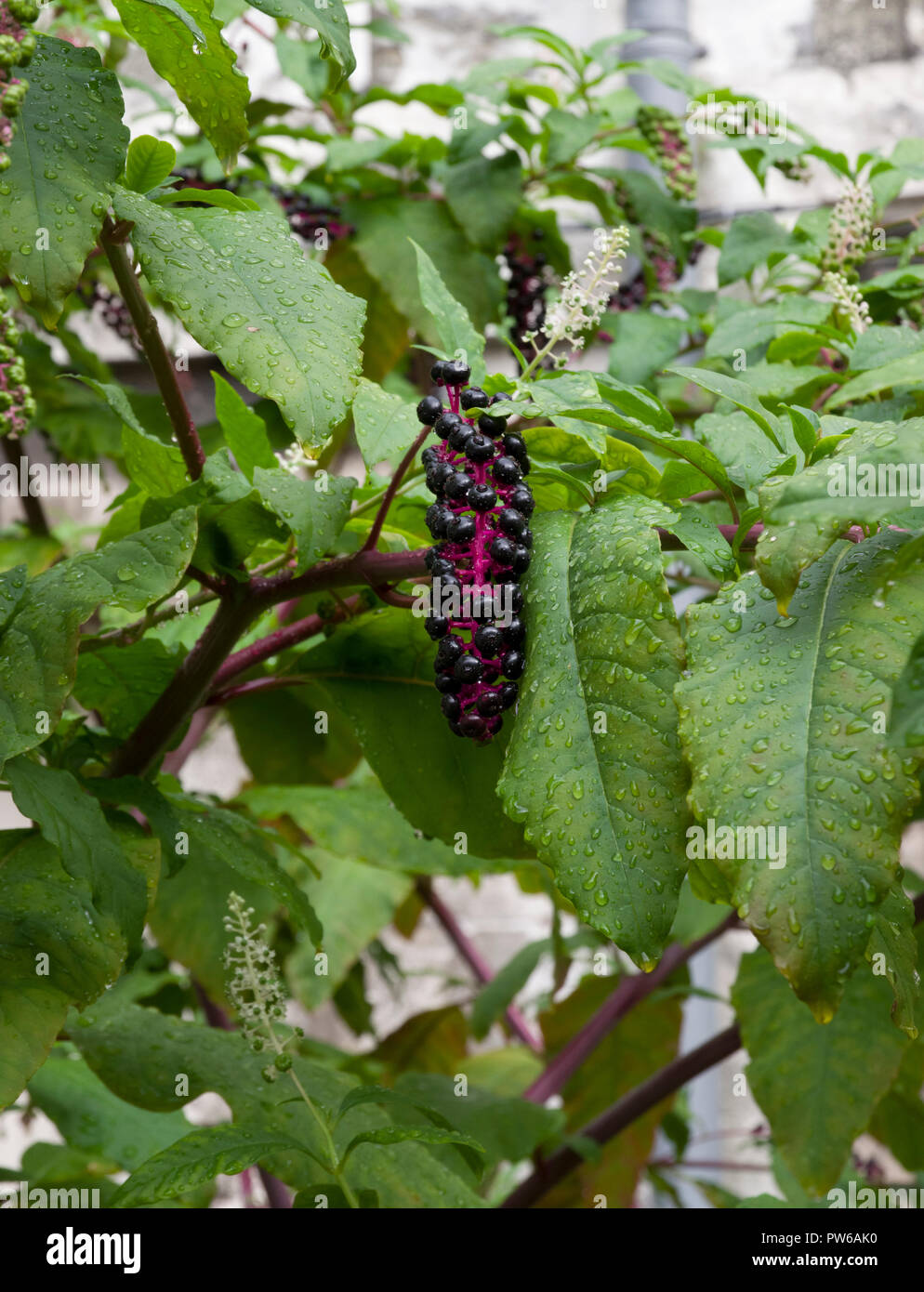 American pokeweed ripe berries Stock Photo