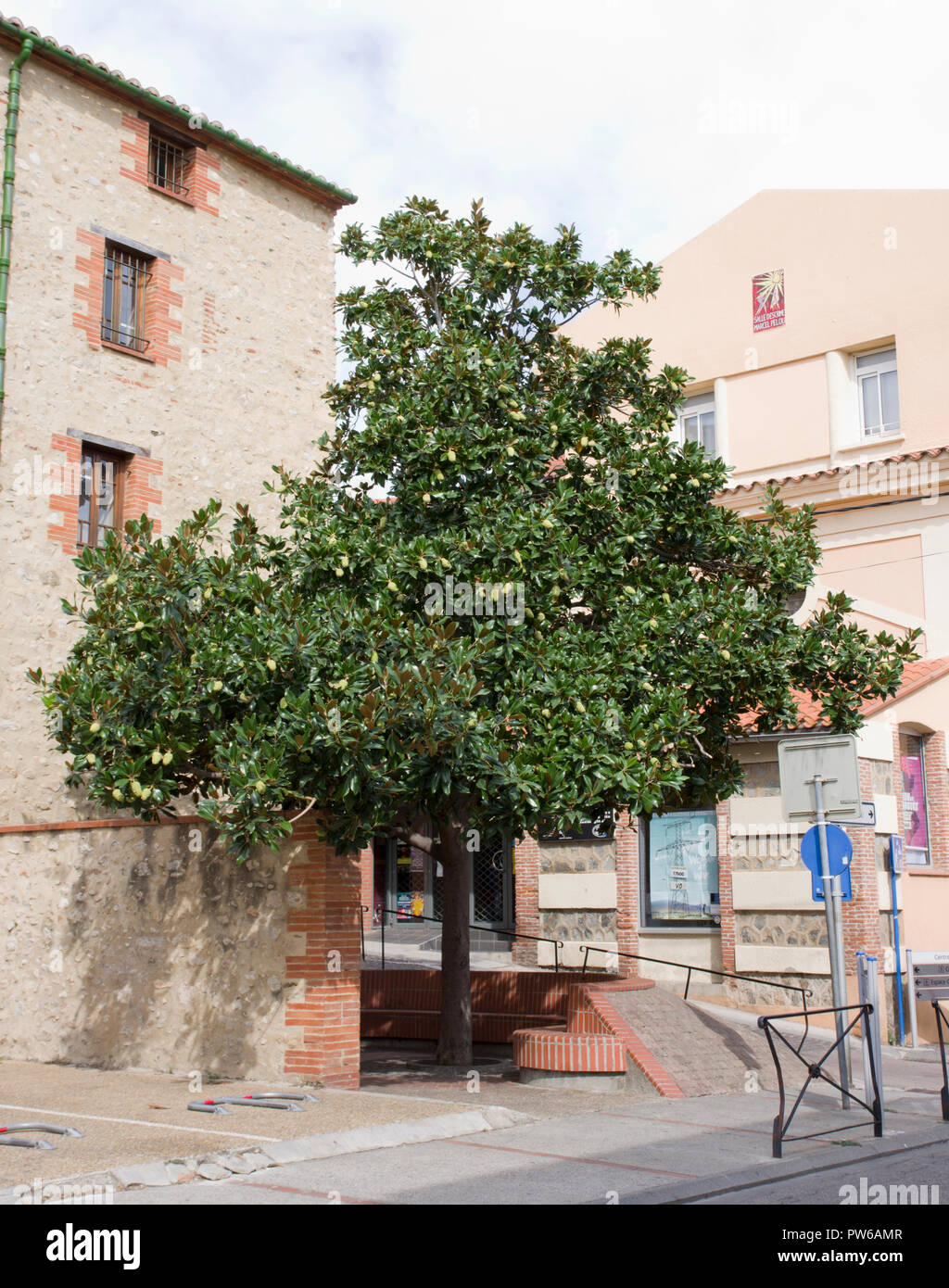 Magnolia tree in Argeles, France Stock Photo
