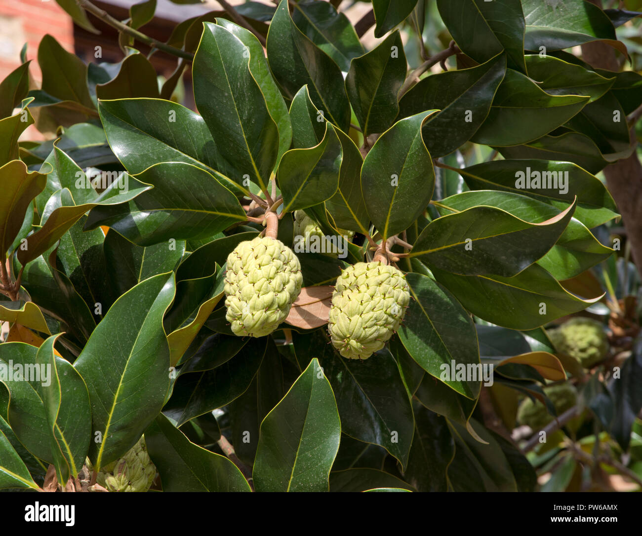 Magnolia seed pods in Argeles, France Stock Photo