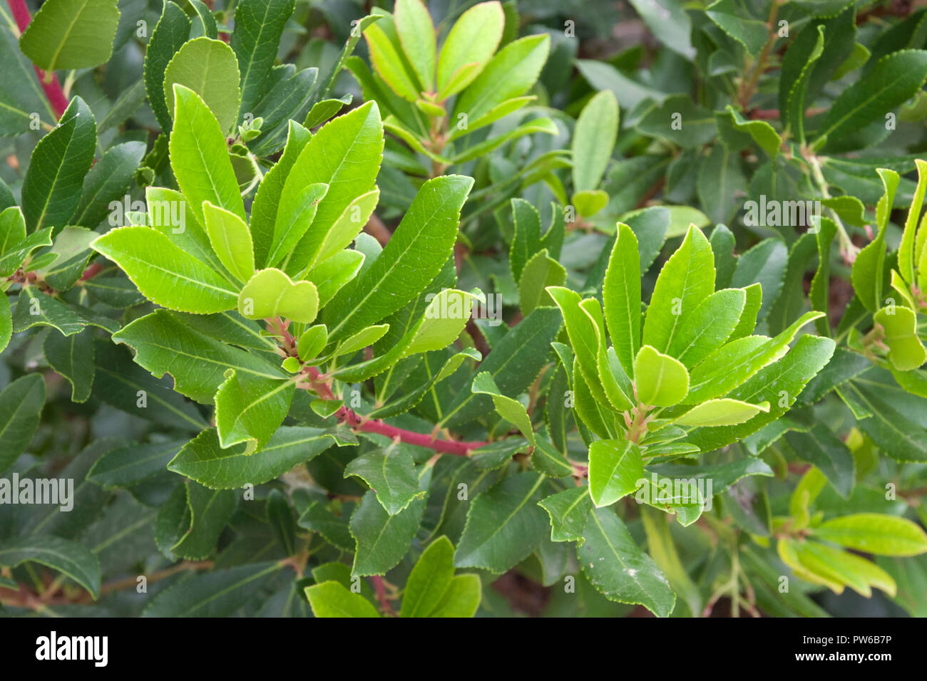 Arbutus unedo, Strawberry tree Stock Photo