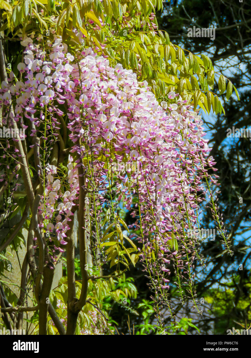 Wisteria in full flower hires stock photography and images Alamy