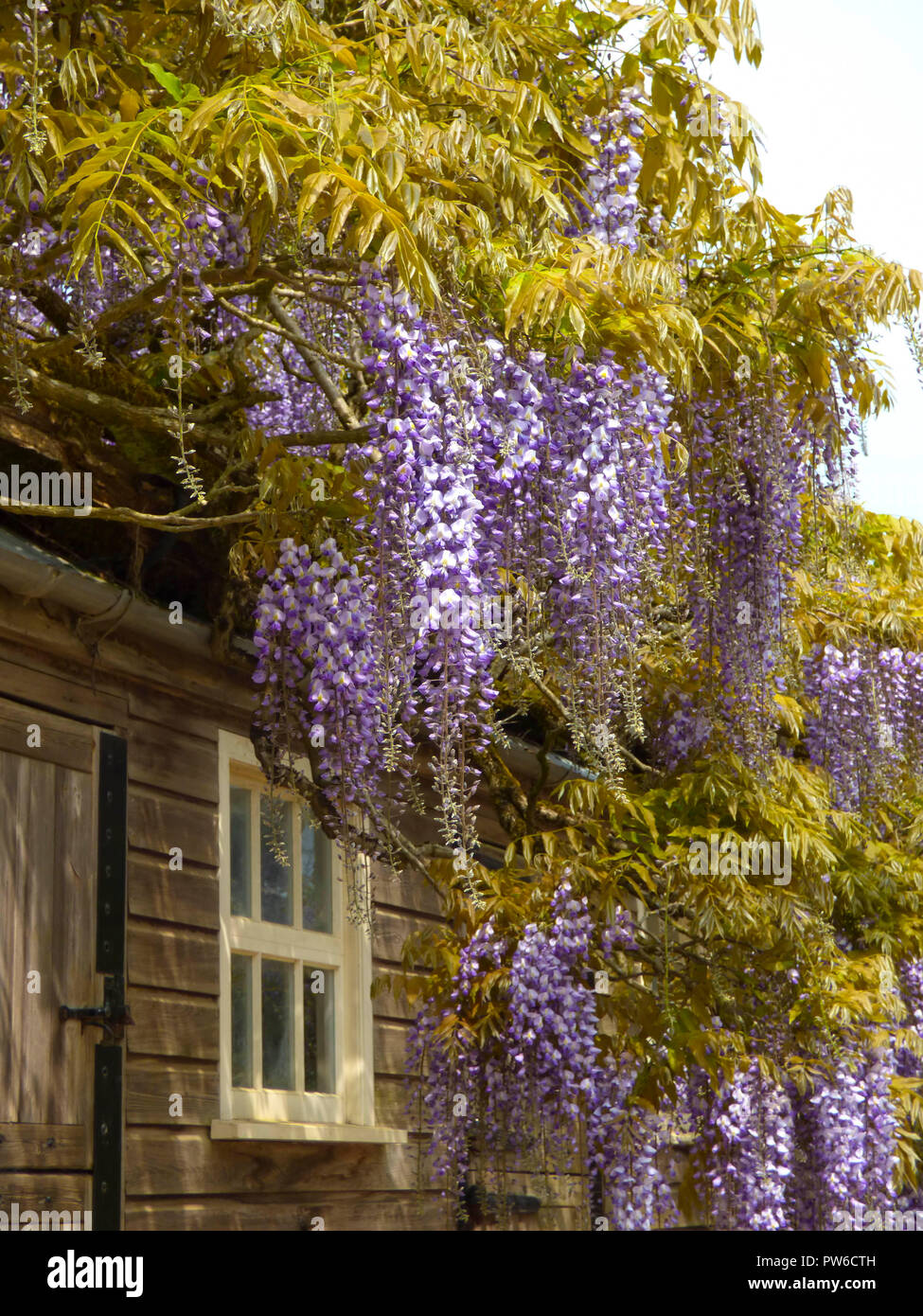 Wisteria in full flower at Hitcote Manor Gardens, England, UK Stock
