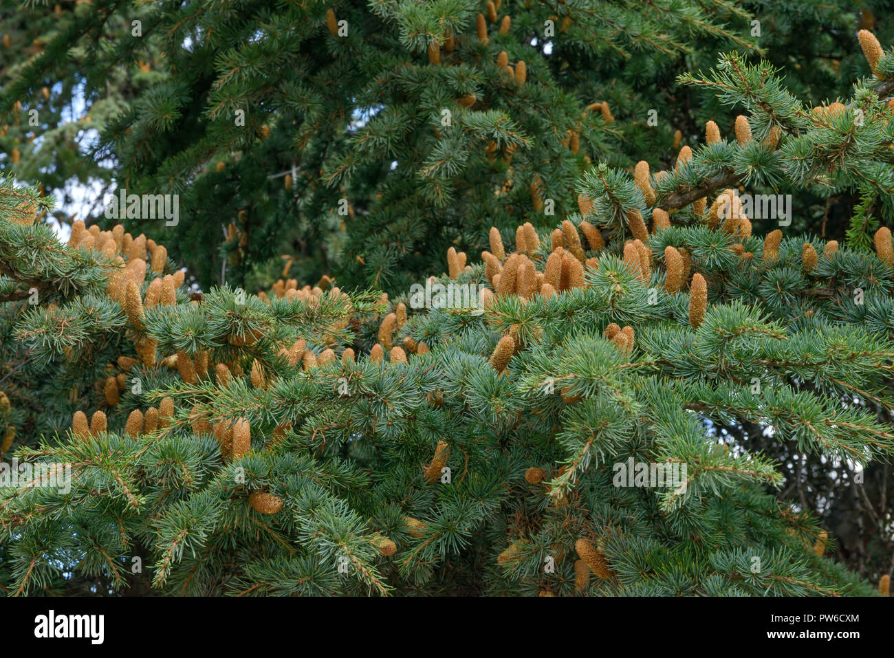 Close-up many fir twigs on big branch of Cedar of Lebanon with many male cones in light of autumn cloudy day in Sudak town, Crimea, Russia. Stock Photo