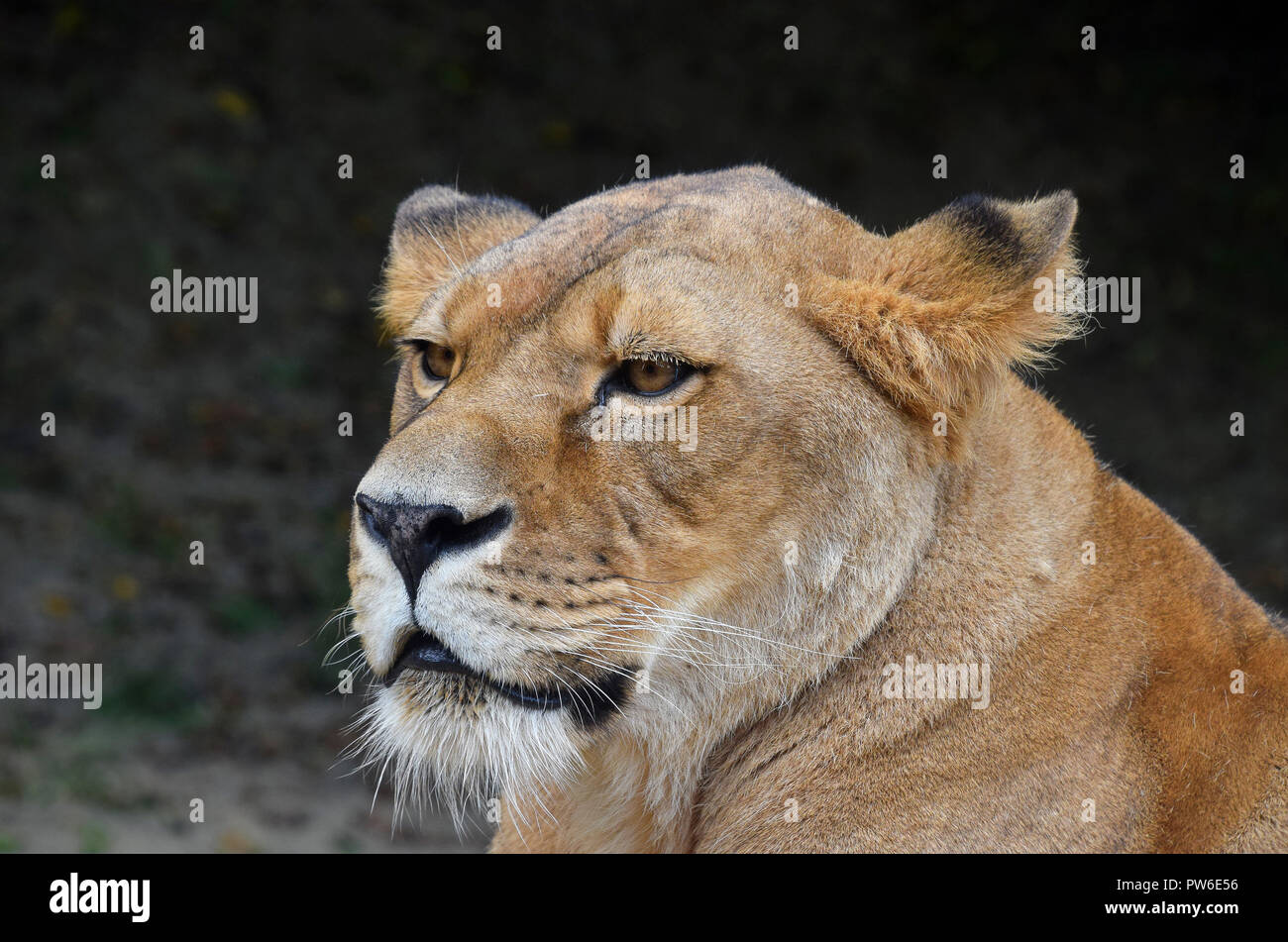 Close up side portrait of female African lioness Stock Photo