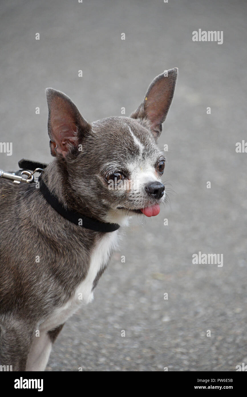 Are Dogs Mouth Breathers