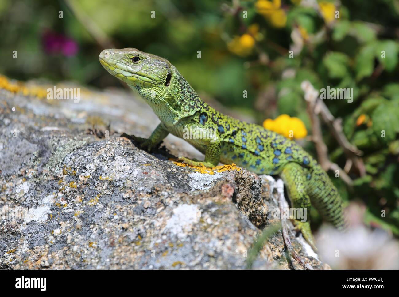 Black And Green Lizard Hi res Stock Photography And Images Alamy Black and green lizard hi res stock photography and images alamy