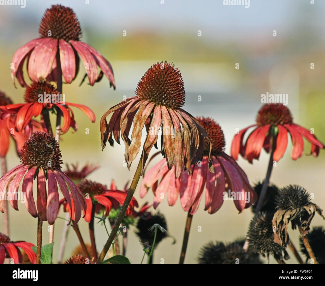 Coneflower seeds hires stock photography and images Alamy