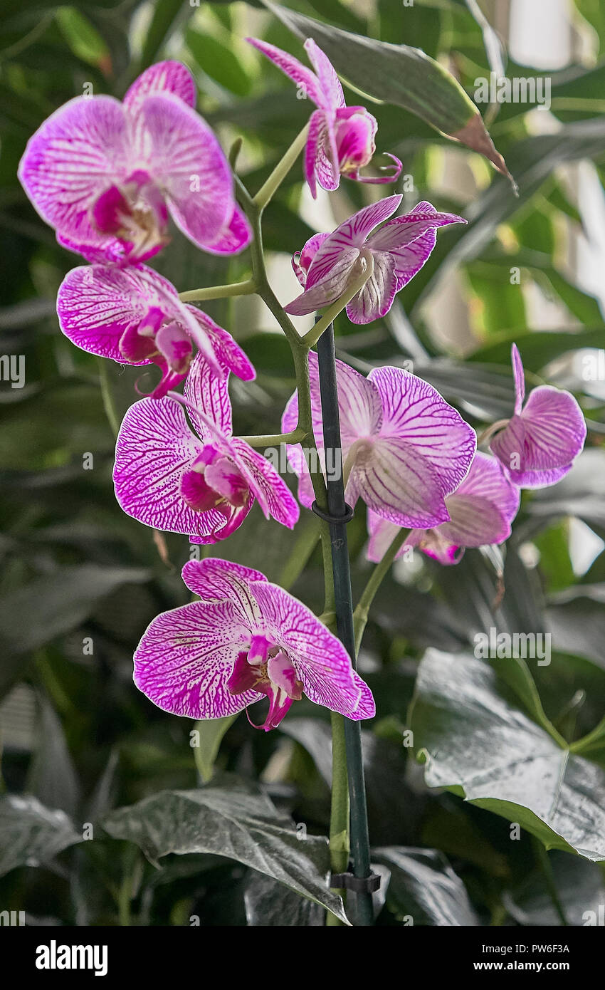 Orchids in art hi-res stock photography and images - Alamy