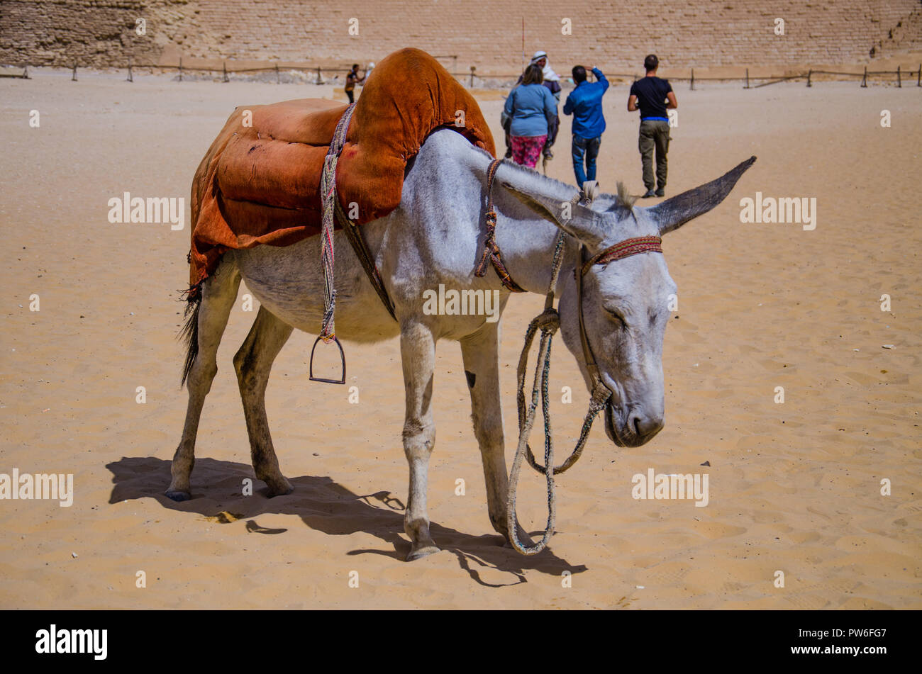 Saqqara, Unesco World Heritage, Cairo, Egypt - April 2018. Egyptian man in traditional clothes rides a mule. Stock Photo